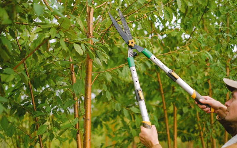 Tree trimming in Viburnum, MO